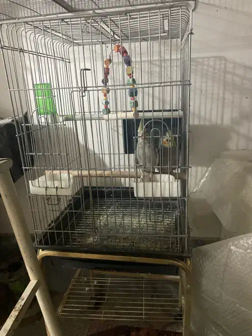 عروس هلندی|پرنده|ابهر, |دیوار