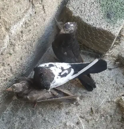 کبوتر طوق الماسی،سینه ای،سبز دم سفید|پرنده|دوگنبدان, |دیوار