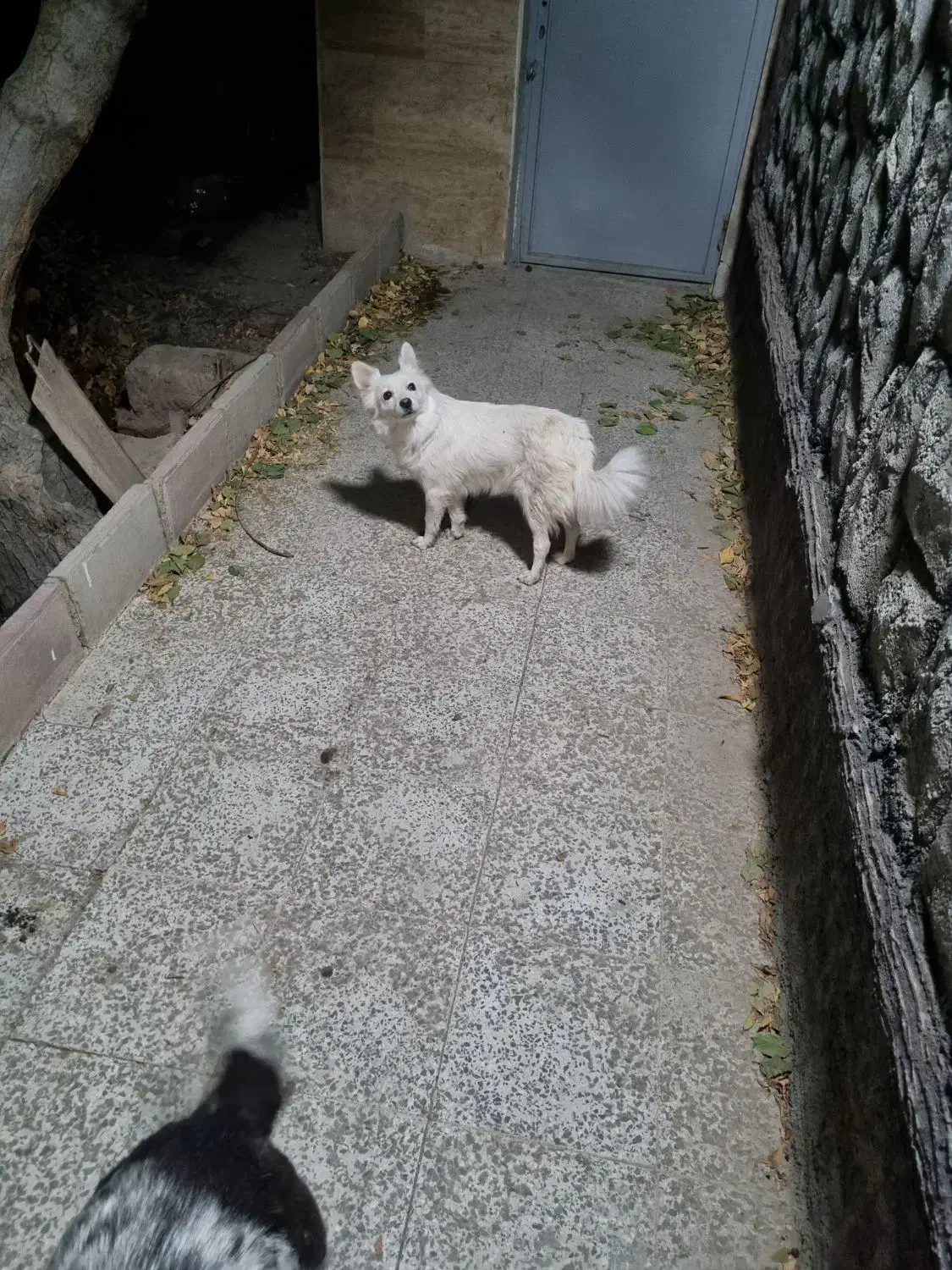 سگ اشپیتز ماده شناسنامه دار|سگ|شهریار, شهریار|دیوار