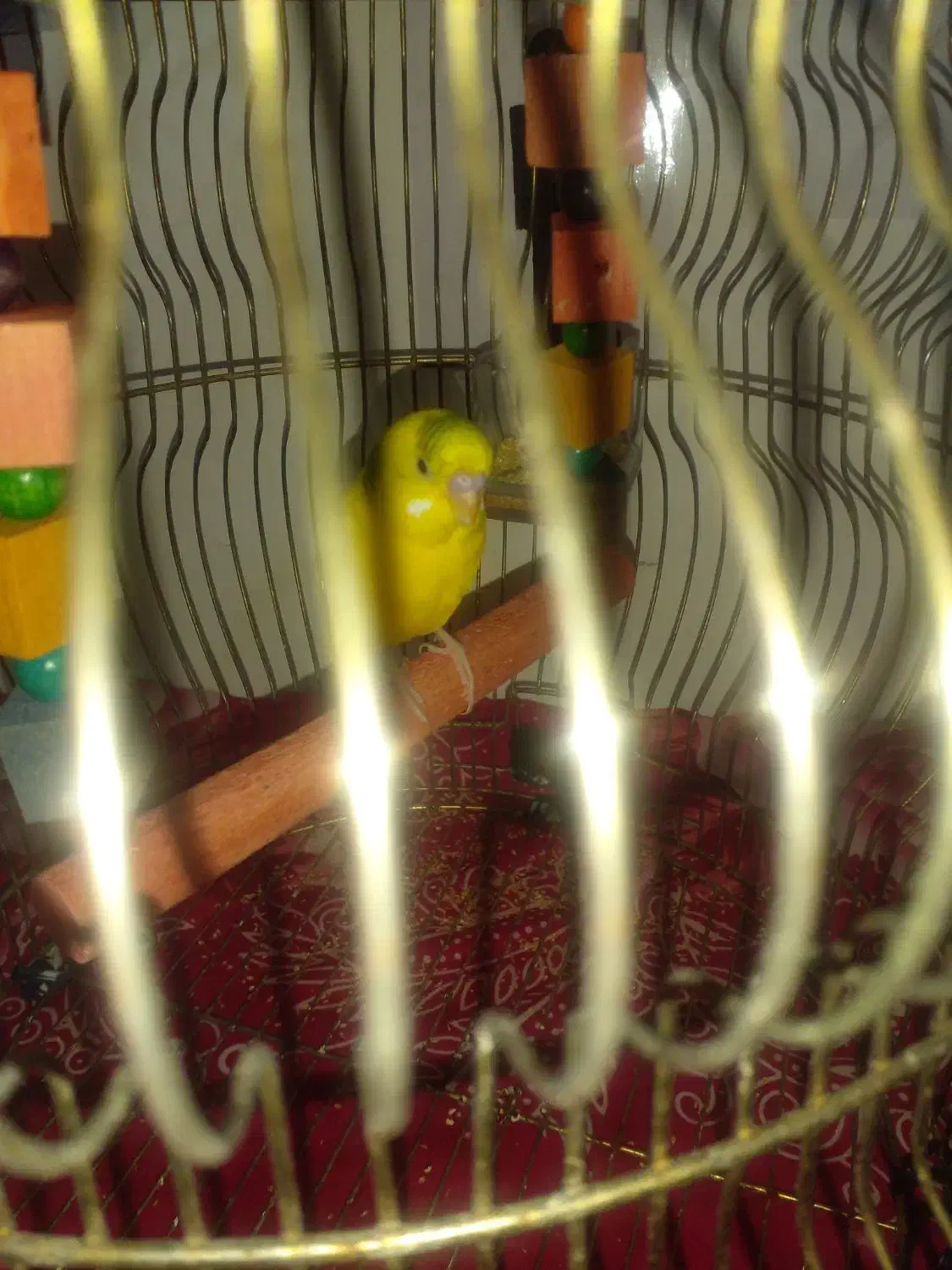 فروش عروس هلندی ، فنچ، مرغ عشق|پرنده|ابهر, |دیوار