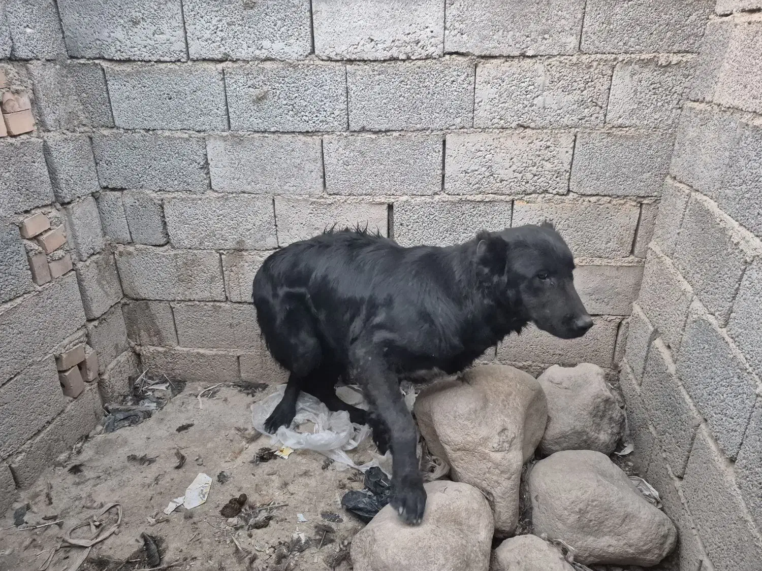 واگزاری سگ سرابی ماده|سگ|صوفیان, |دیوار