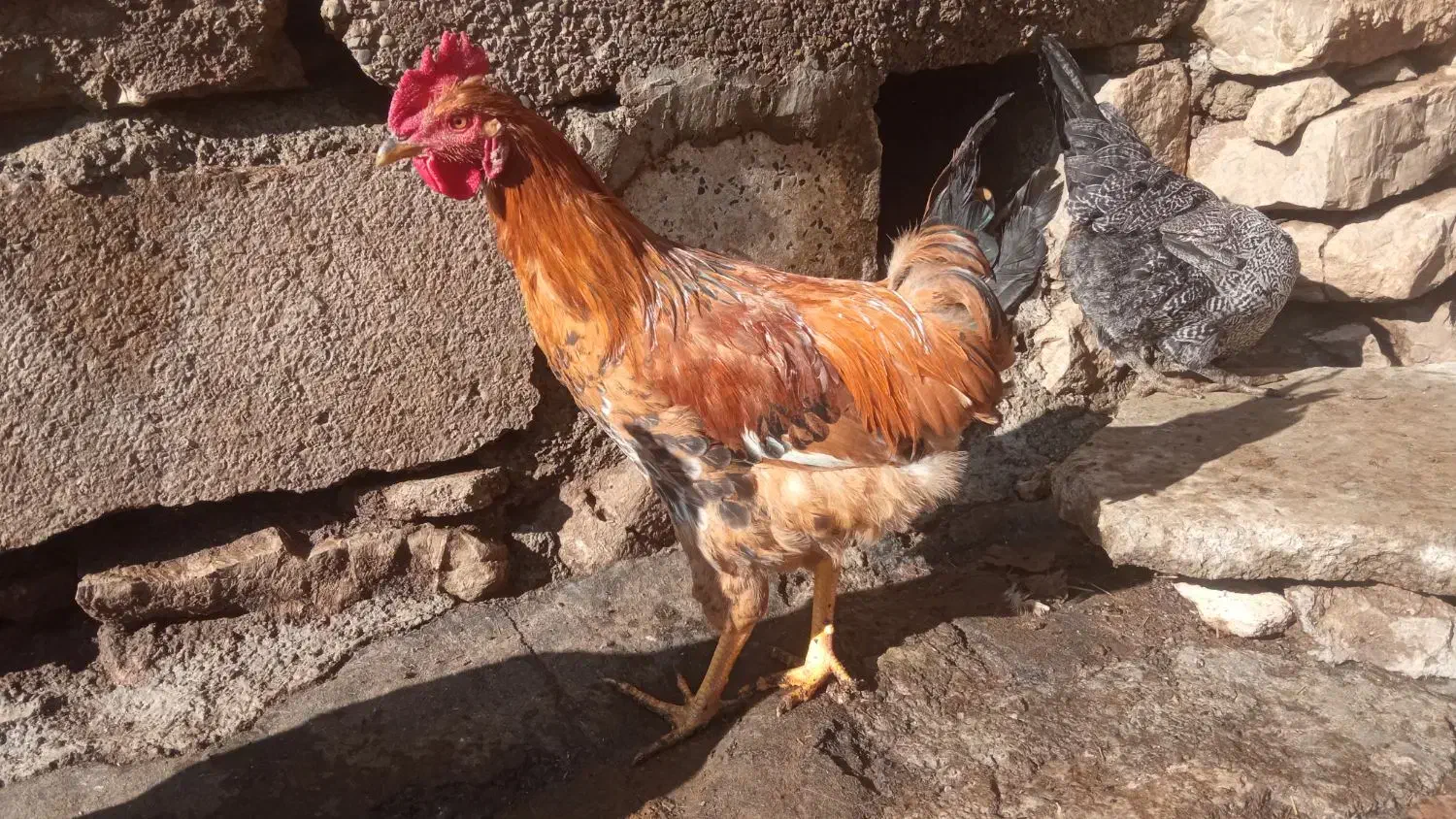 محلی خروس|حیوانات مزرعه|سروآباد, |دیوار