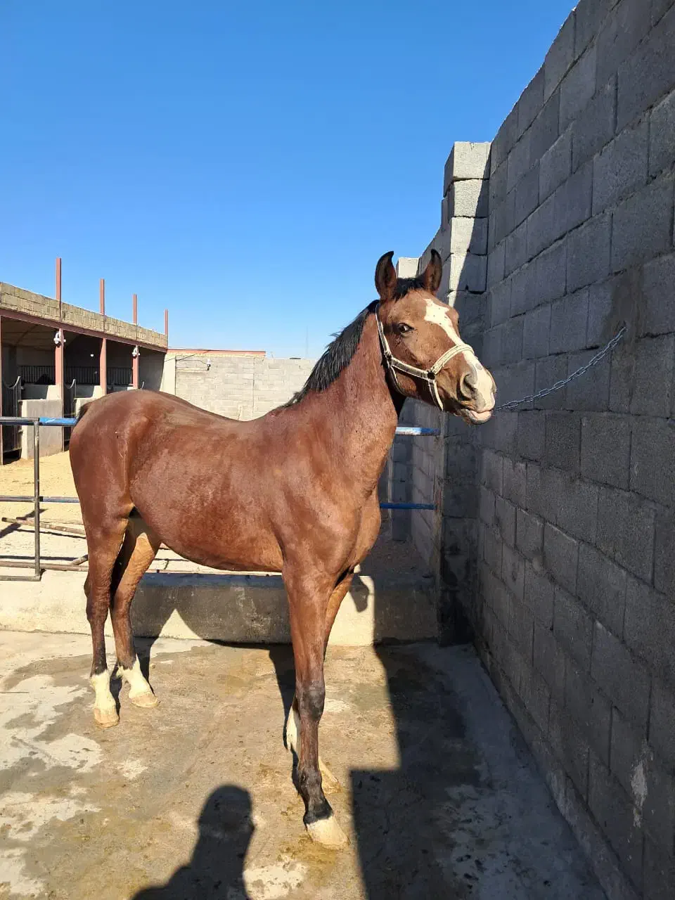 کره  اسب نریون. قیمت توافقی|اسب و تجهیزات اسب‌سواری|فلاورجان, |دیوار