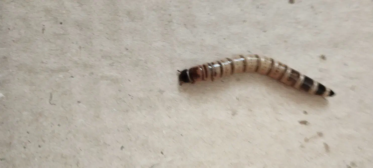 میلورم|خزنده|کرج, گلشهر|دیوار