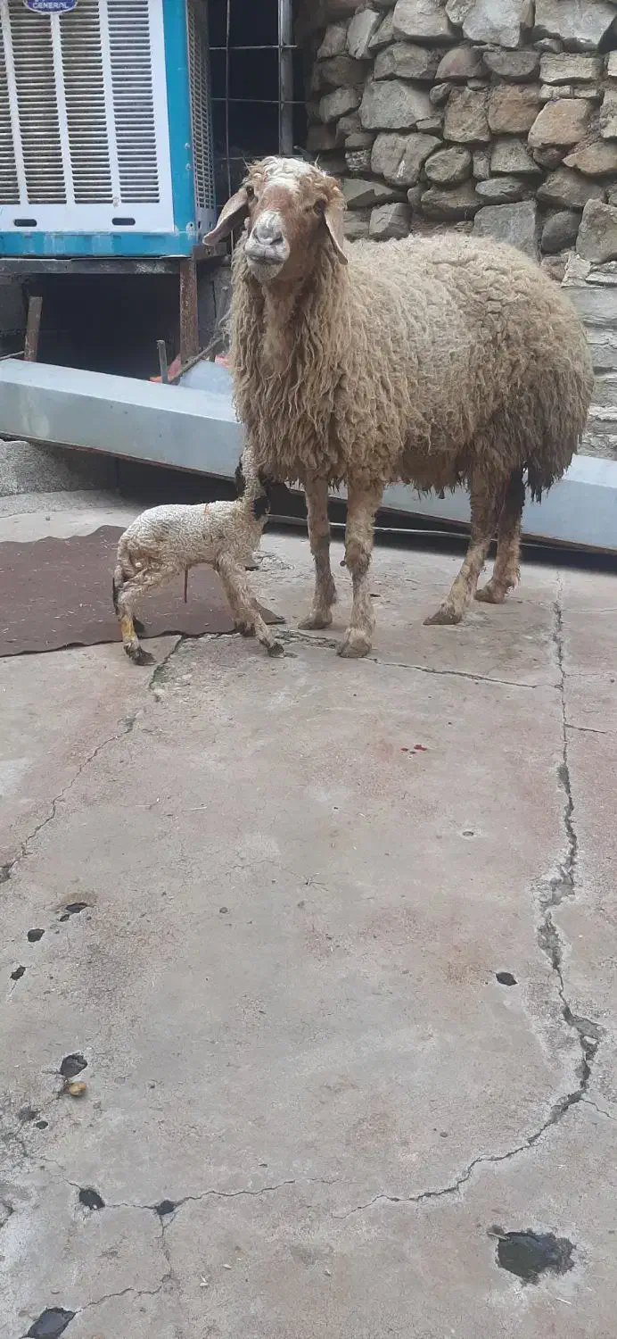 میش و بره نر|حیوانات مزرعه|مسجد سلیمان, |دیوار