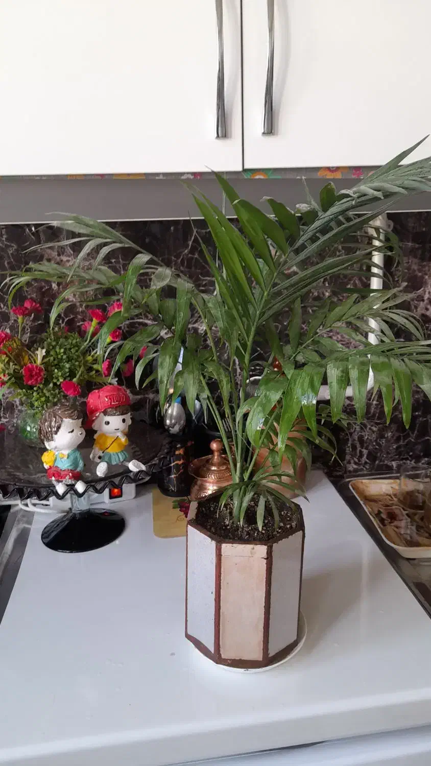 گل نخل شامادورا|گل و گیاه طبیعی|نیشابور, هفده شهریور|دیوار