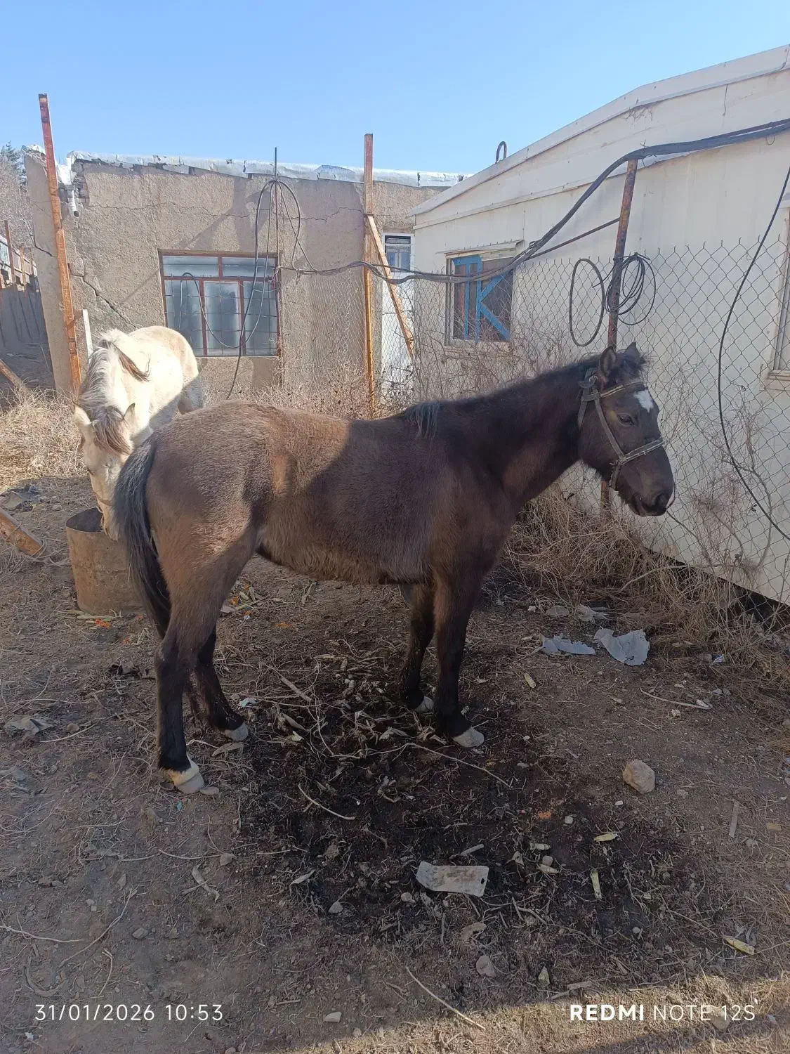 اسب مادیان خزر .|اسب و تجهیزات اسب‌سواری|رباط‌کریم, رباط‌کریم|دیوار