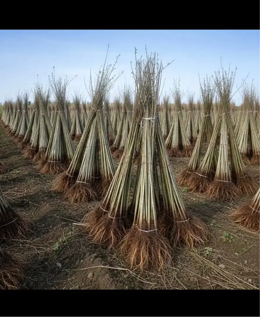 فروش ویژه نهال صنوبر+شانتیون|خدمات باغبانی و درختکاری|تبریز, |دیوار