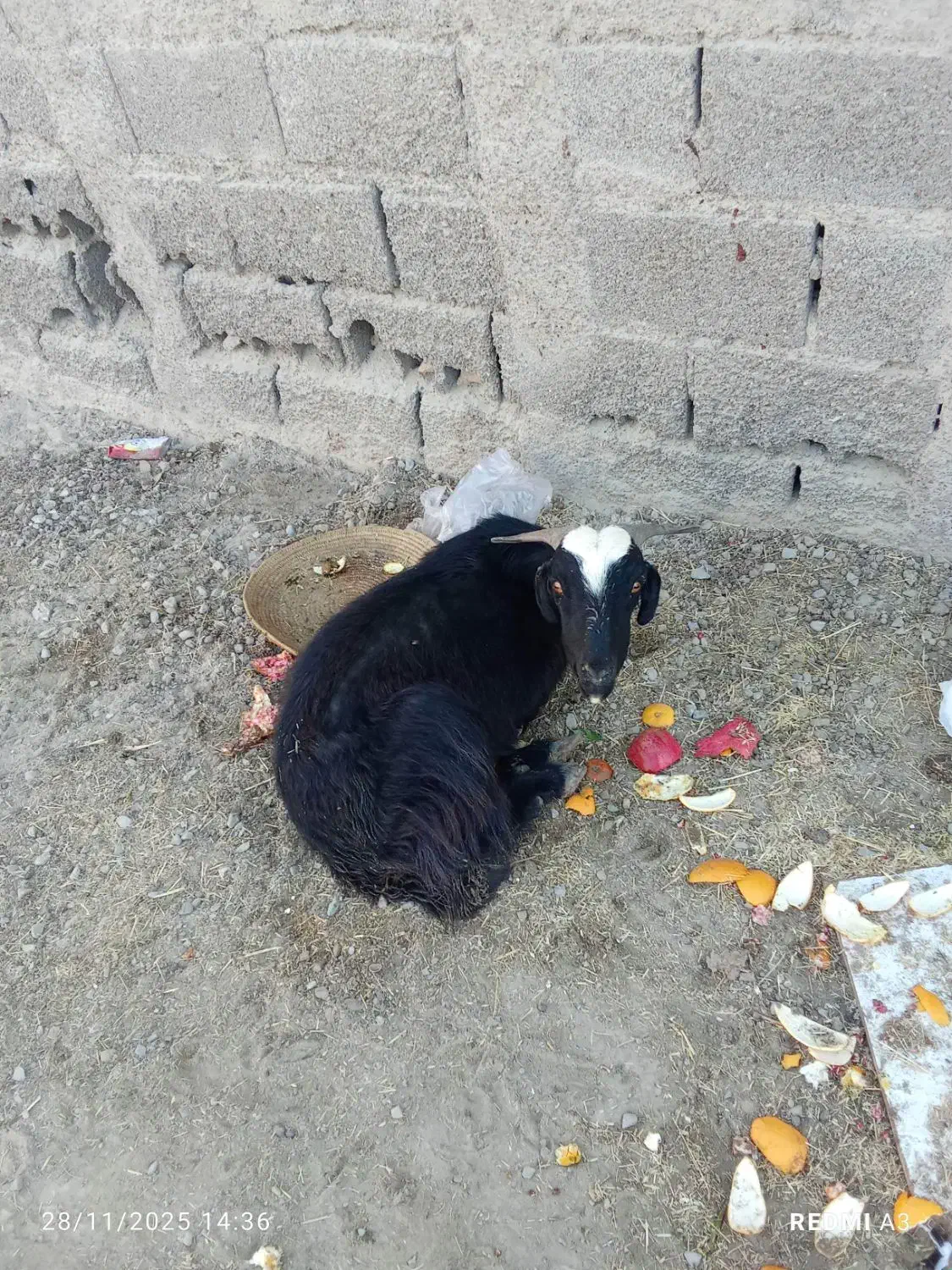 چهار گوسفند خوب|حیوانات مزرعه|چابهار, |دیوار