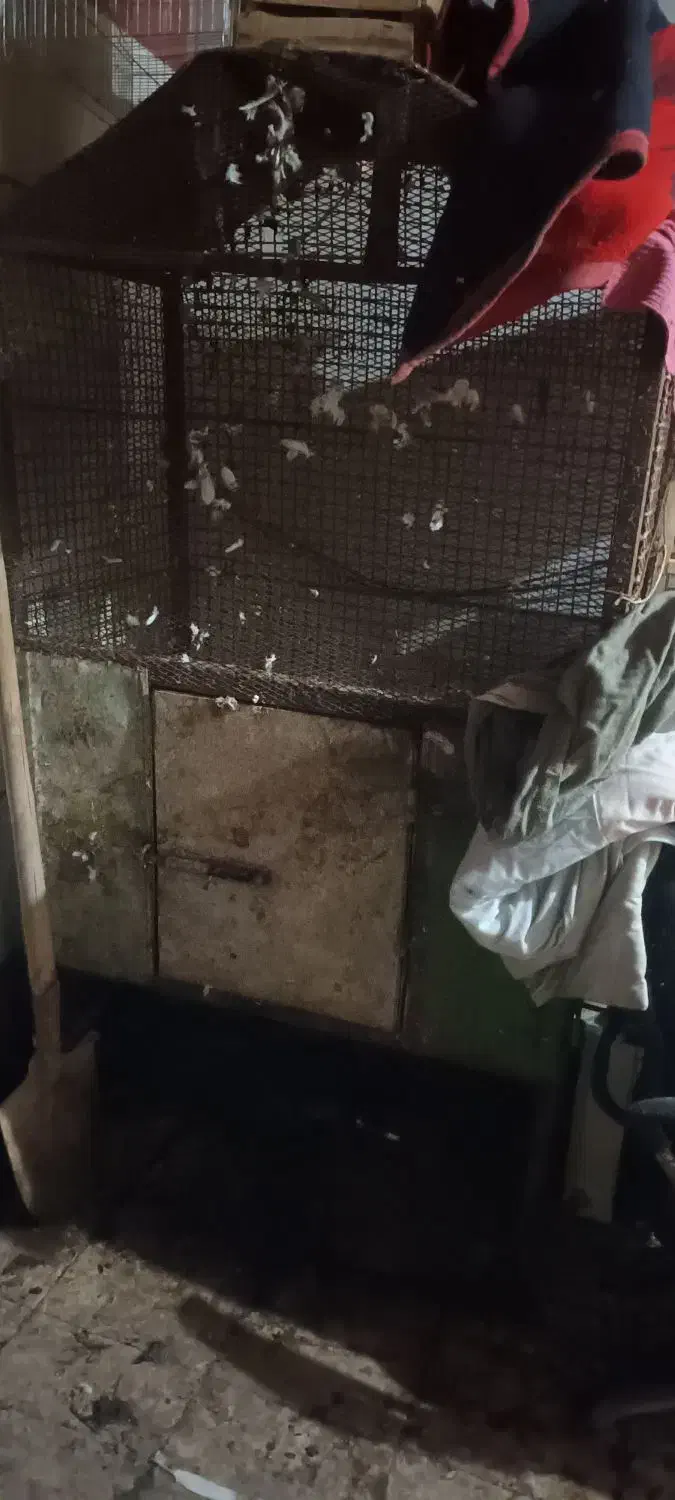 قفس|لوازم جانبی حیوانات|خرمشهر, |دیوار