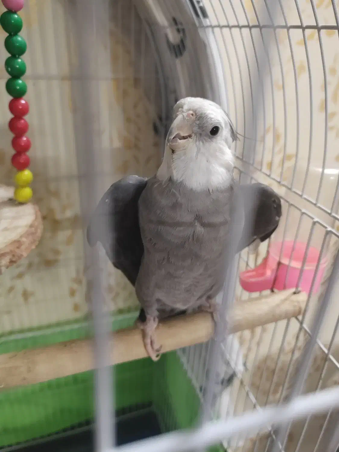 عروس هلندی|پرنده|مشهد, رضاییه|دیوار