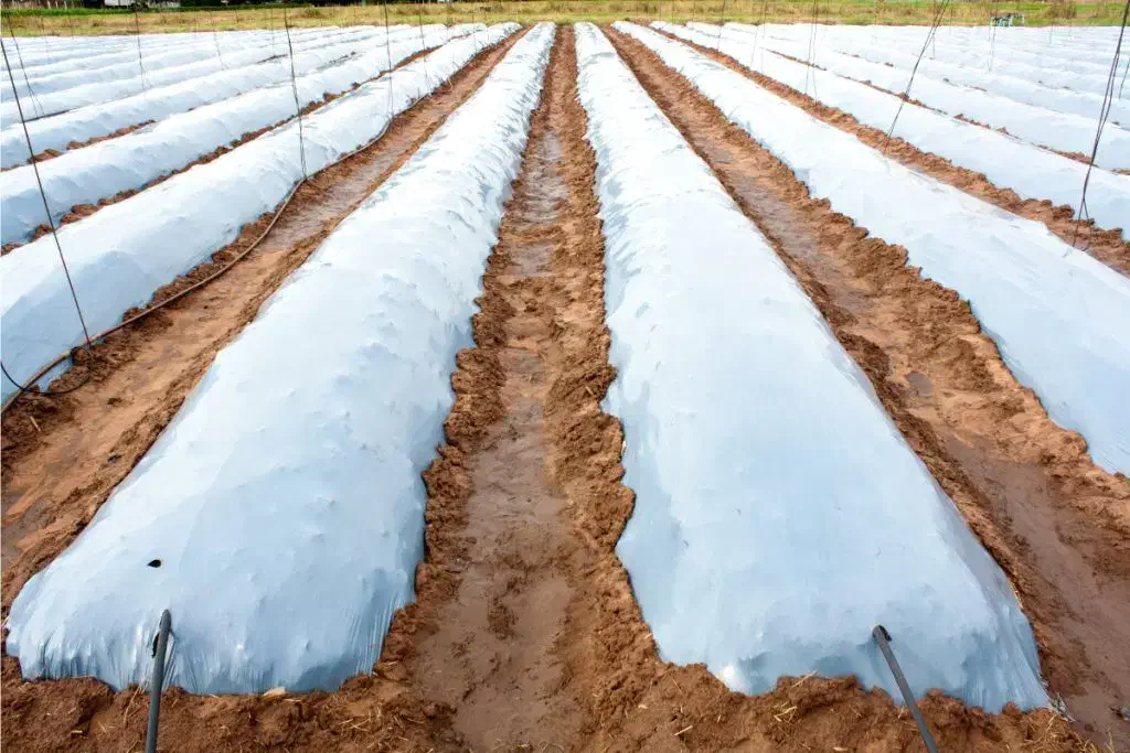 پلاستیک (مالچ)|خدمات باغبانی و درختکاری|رفسنجان, |دیوار