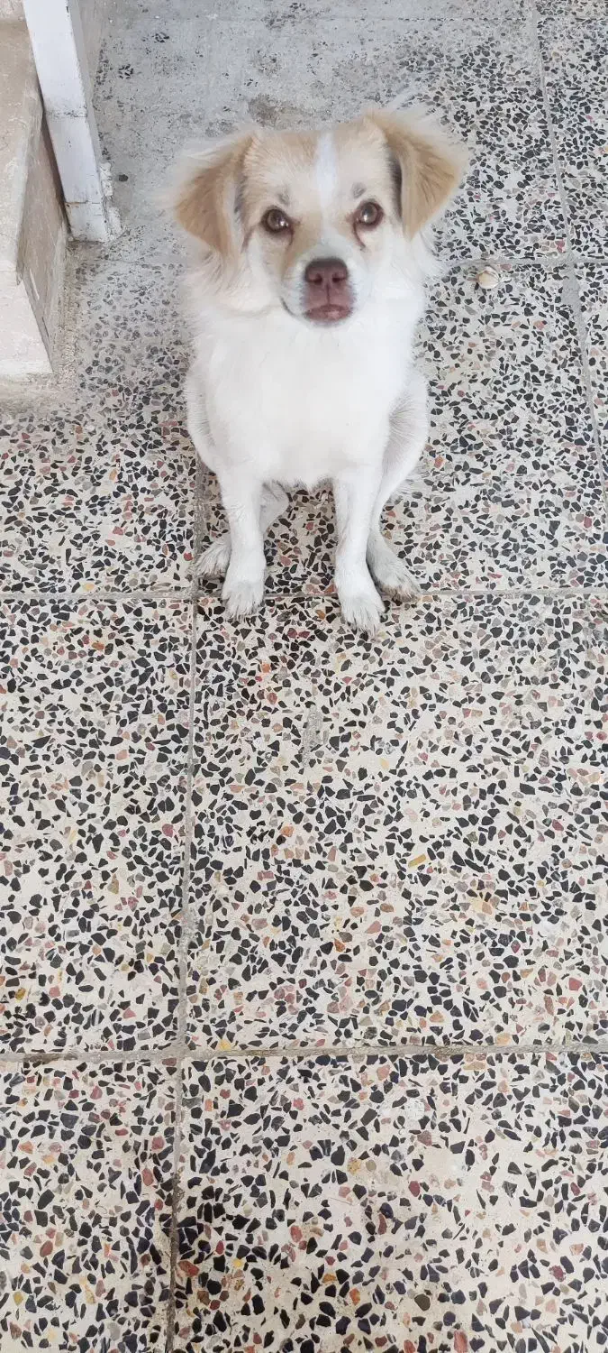 سگ گمشده|حیوانات|برخوار, |دیوار