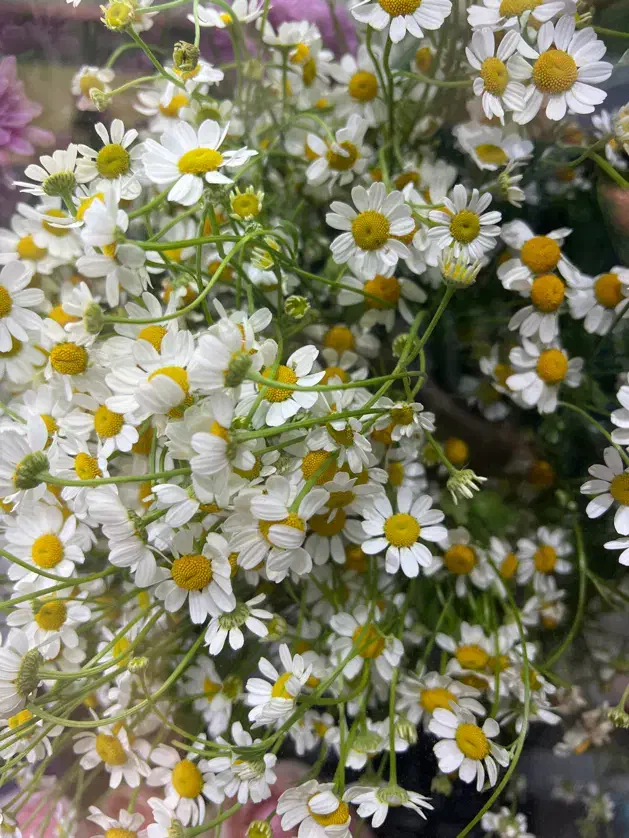 رز ژولیت|گل مصنوعی|سبزوار, قصبه شرقی|دیوار