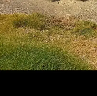 زمین مسکونی شهرک سرگز دارای پروانه ساخت|فروش زمین و ملک کلنگی|احمدی, |دیوار