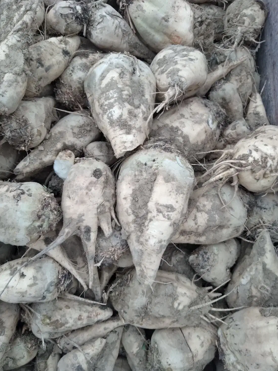 چغندرقند|عمده‌فروشی|فامنین, |دیوار