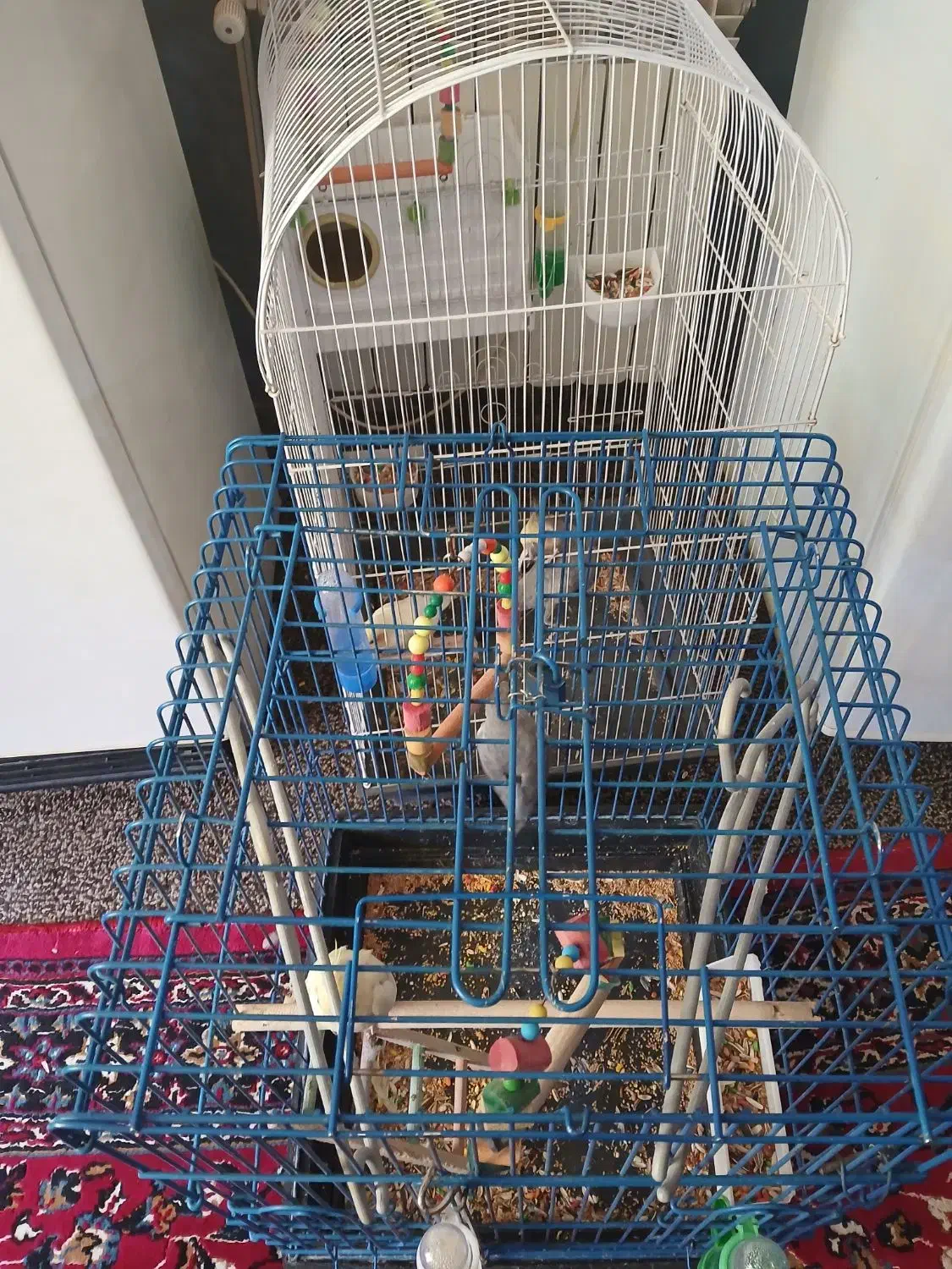 عروس هلندی|پرنده|ایوان, |دیوار