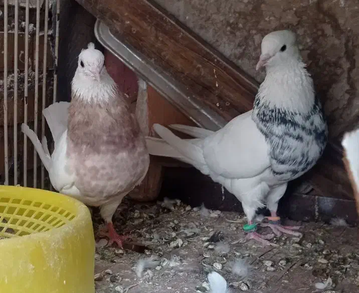 پرنده|پرنده|لالی, |دیوار