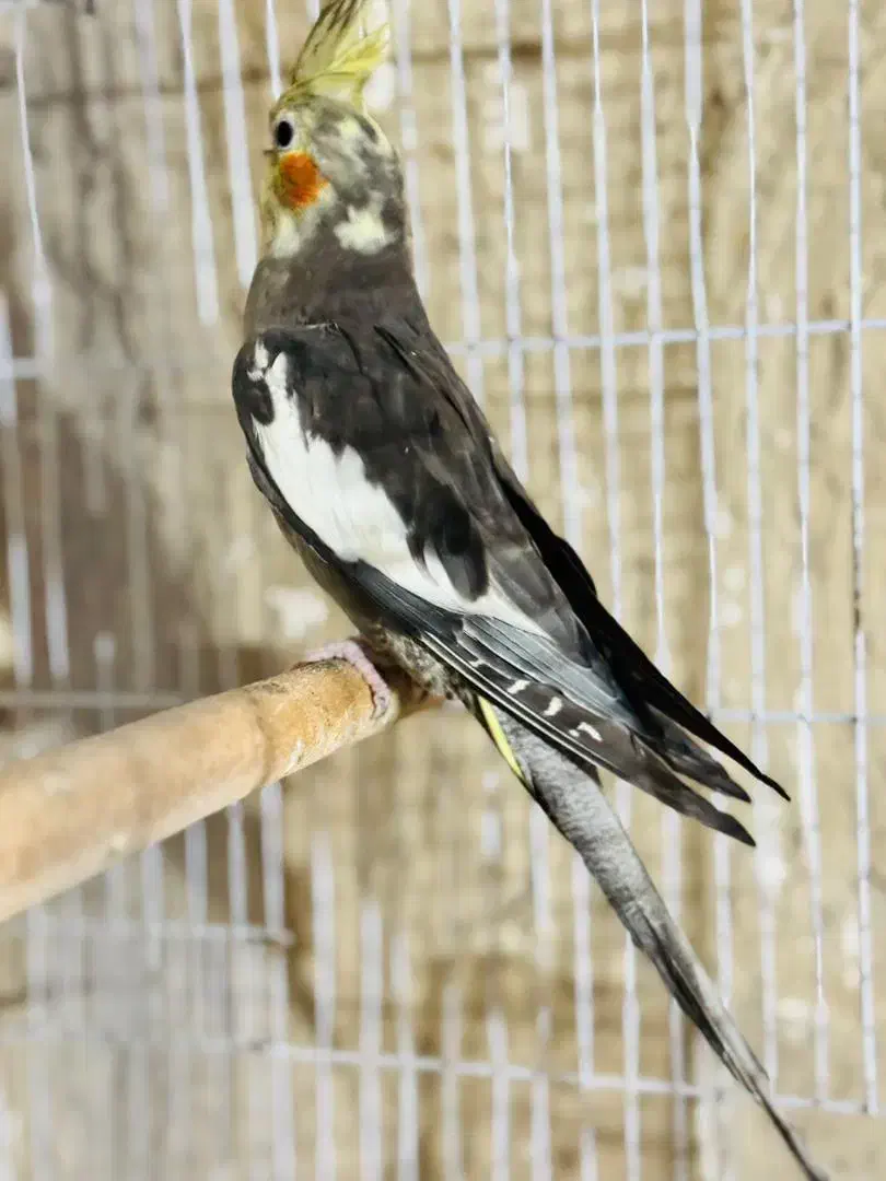 عروس هلندی|پرنده|بندرعباس, |دیوار