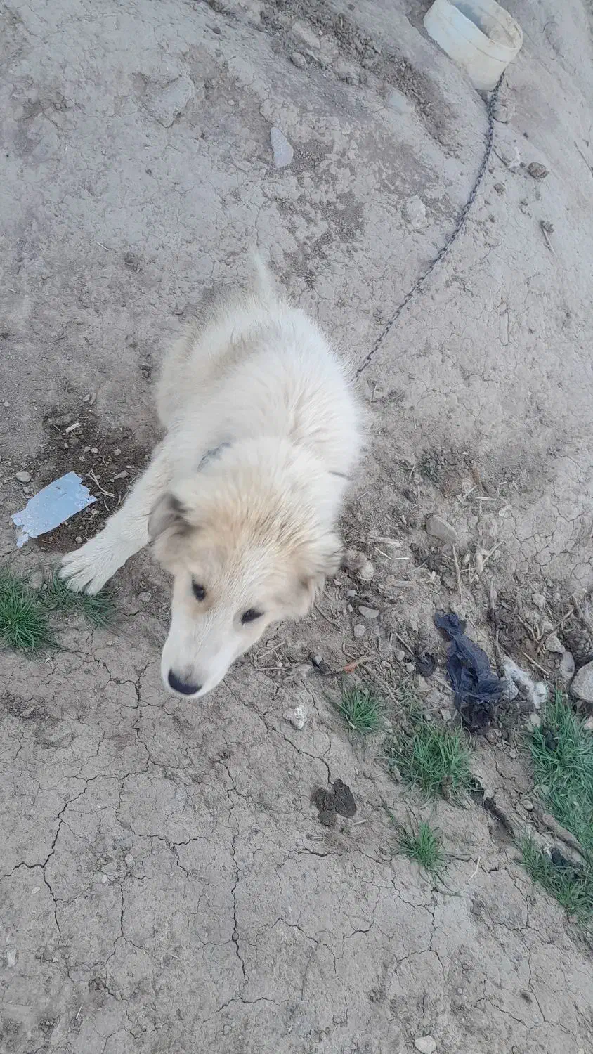 توله نر|سگ|خوسف, |دیوار