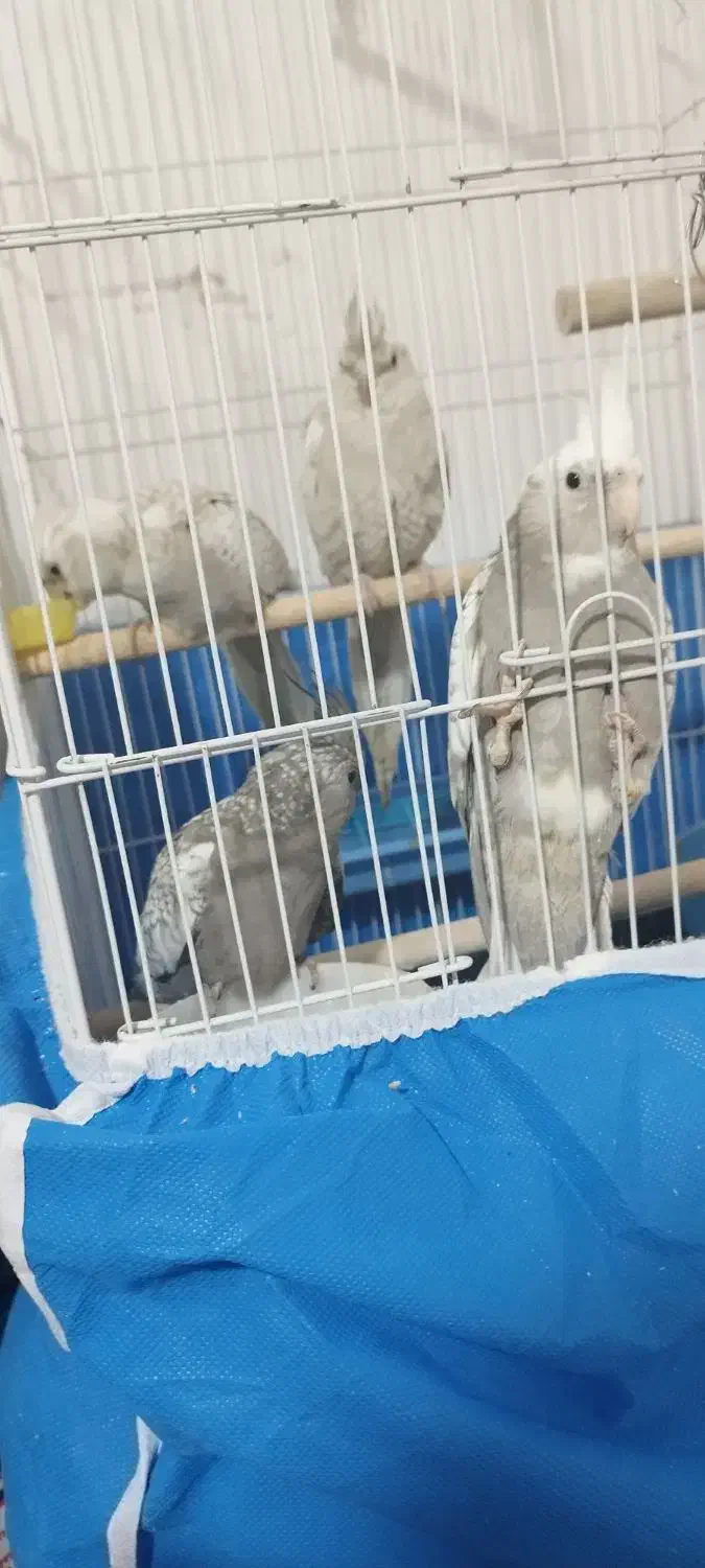 عروس هلندی لتینو|پرنده|فولادشهر, مسکن مهر فولادشهر|دیوار