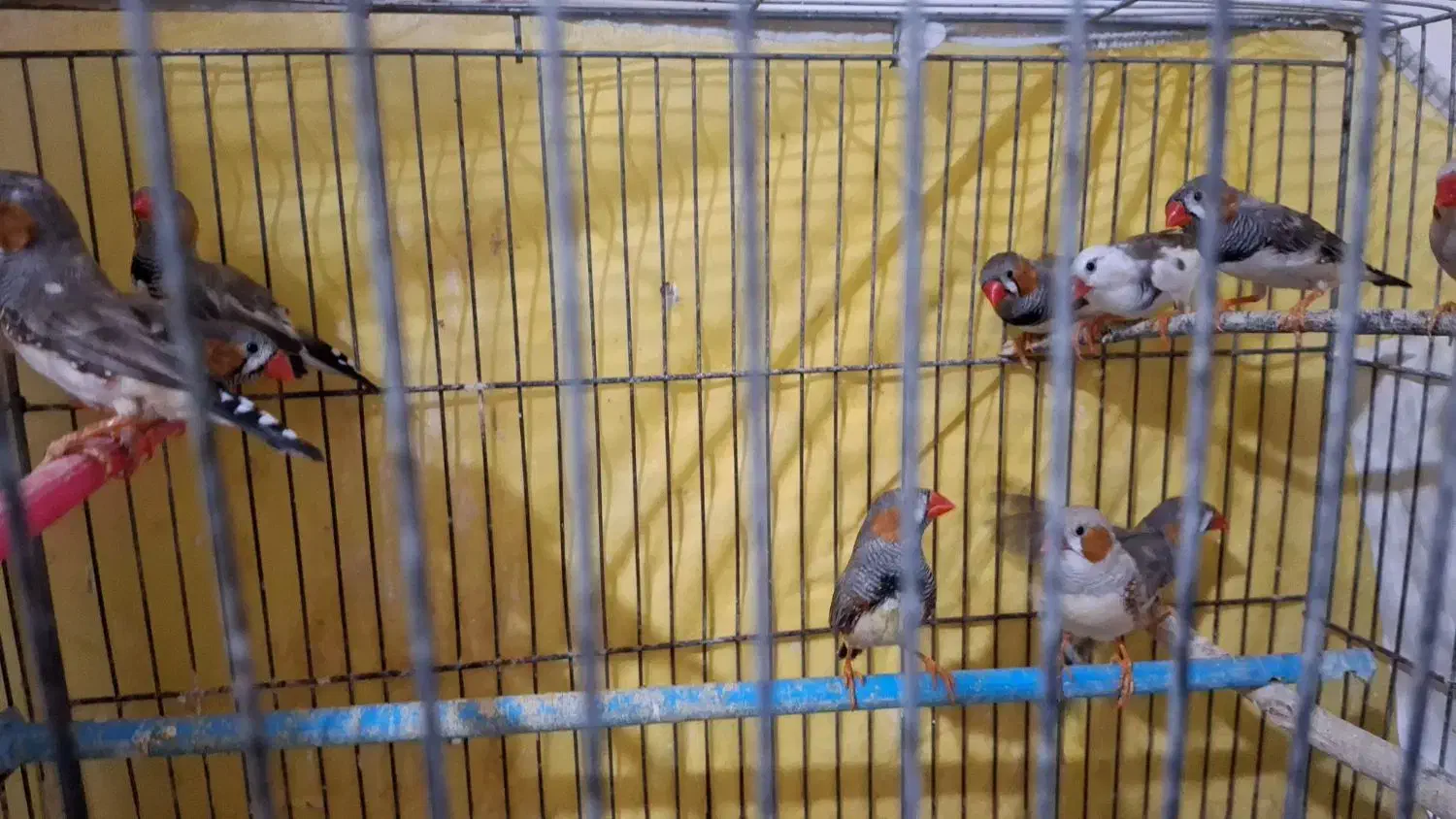 فنچ زبرا بالغ|پرنده|قائمشهر, |دیوار