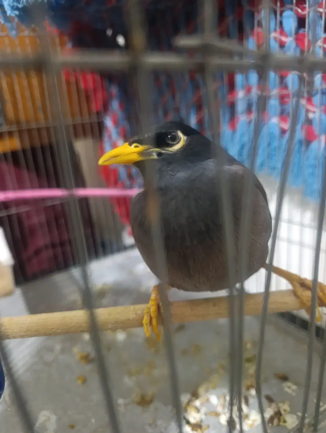 مرغ مینا|پرنده|اصفهان, بهارستان|دیوار