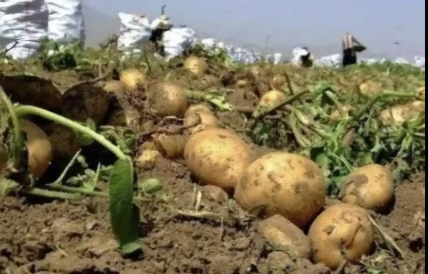 سرکارگر کشاورزی از صفر تا صد|خدمات باغبانی و درختکاری|بیستون, |دیوار