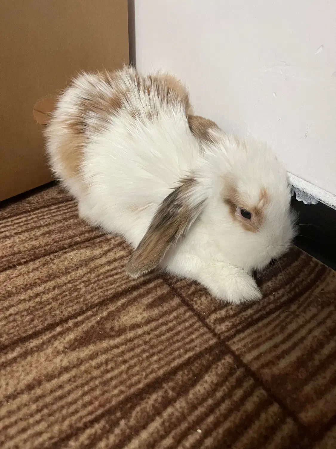 یک جفت خرگوش لوپ ۷ماهه|موش و خرگوش|قم, پردیسان|دیوار