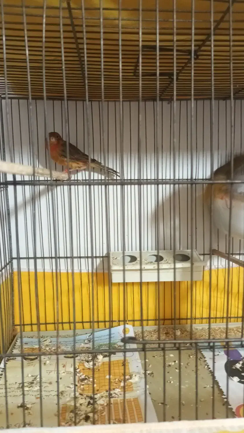 نر و ماده دارچینی درجه یک|پرنده|اصفهان, شفق|دیوار