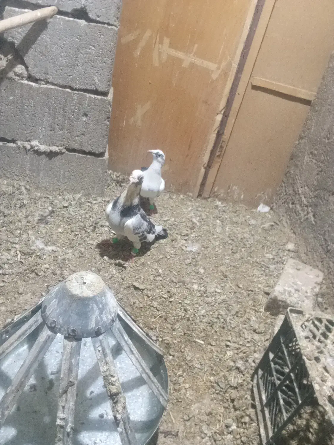 کفتر پلنگ|پرنده|تربتحیدریه, پائین ولایت|دیوار