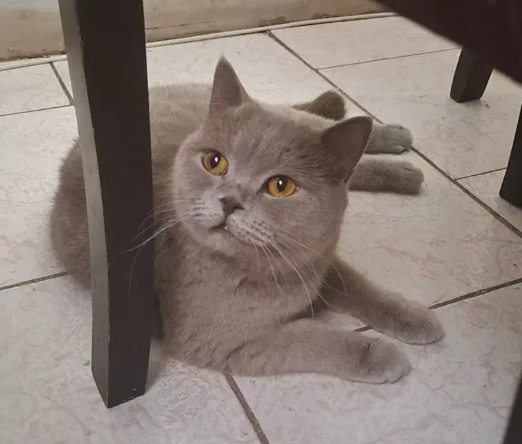 گربه بریتیش ماده|گربه|تهران, تهرانپارس جنوبی|دیوار