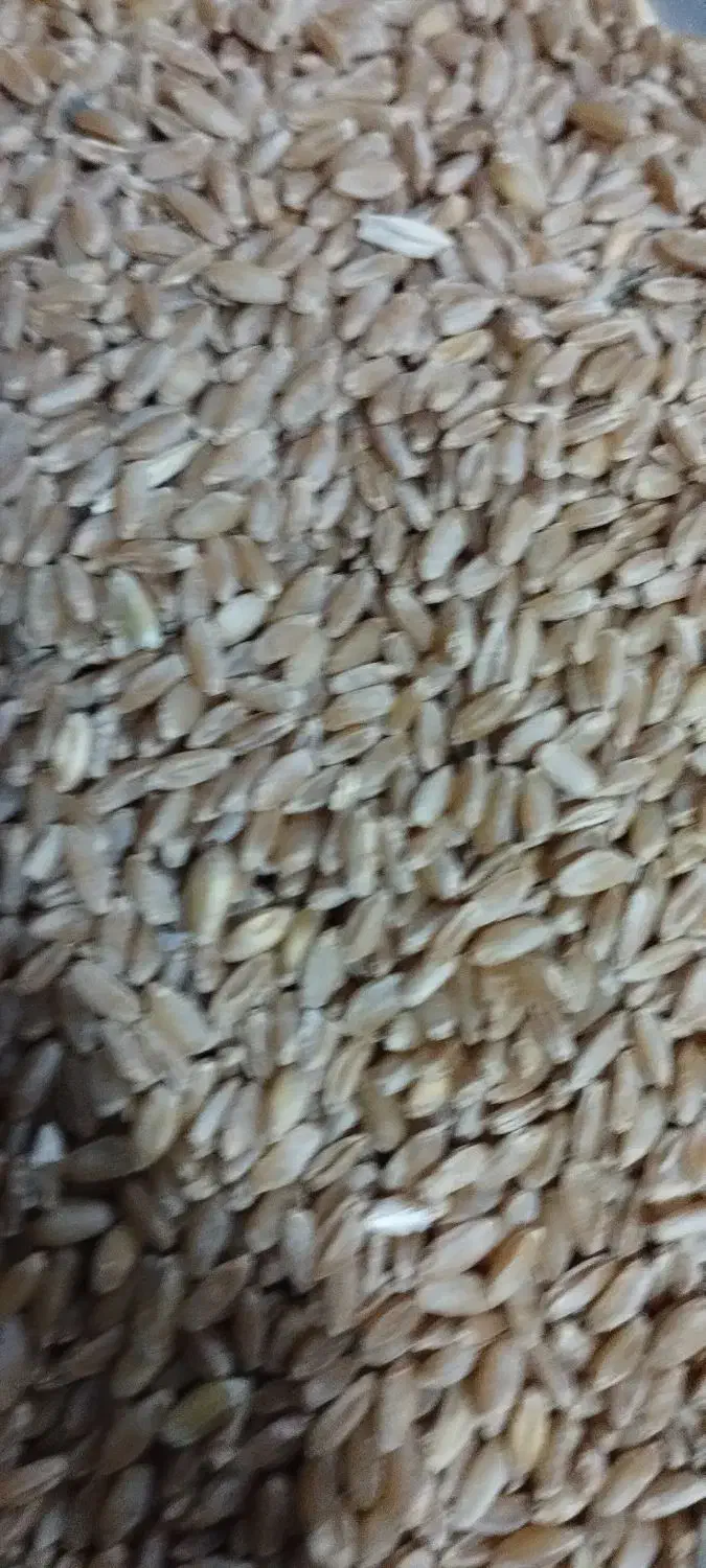 گندم بذری دروم ساجی 70کیلو جو سرارود50کیلو|خدمات باغبانی و درختکاری|کرمانشاه, |دیوار