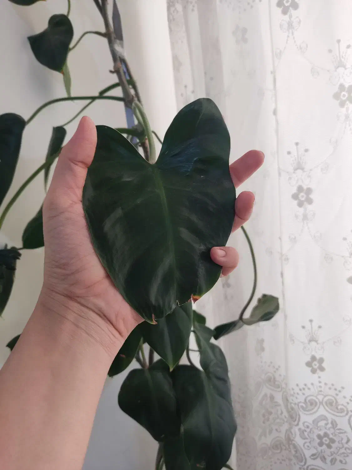 گل فیلو دندرون|گل و گیاه طبیعی|آبیک, |دیوار