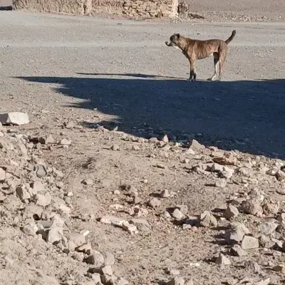 سگ نژاد افغانی|سگ|سربیشه, |دیوار