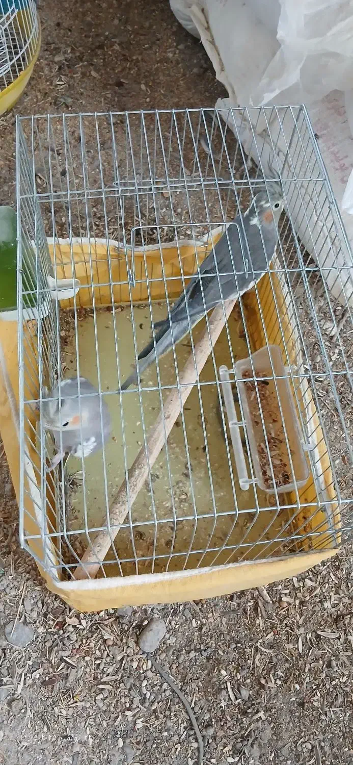 عروسک عروس هلندی(دوتاش۱نیم)|اسباب‌بازی بچه|بم, |دیوار