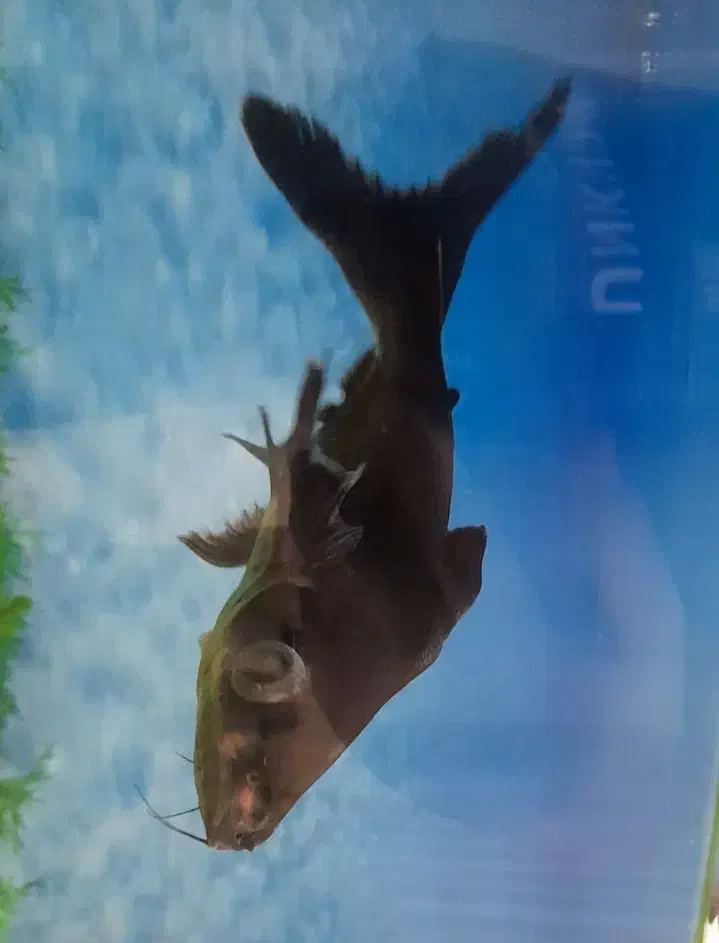 ماهی|ماهی|شیروان (خراسان), |دیوار