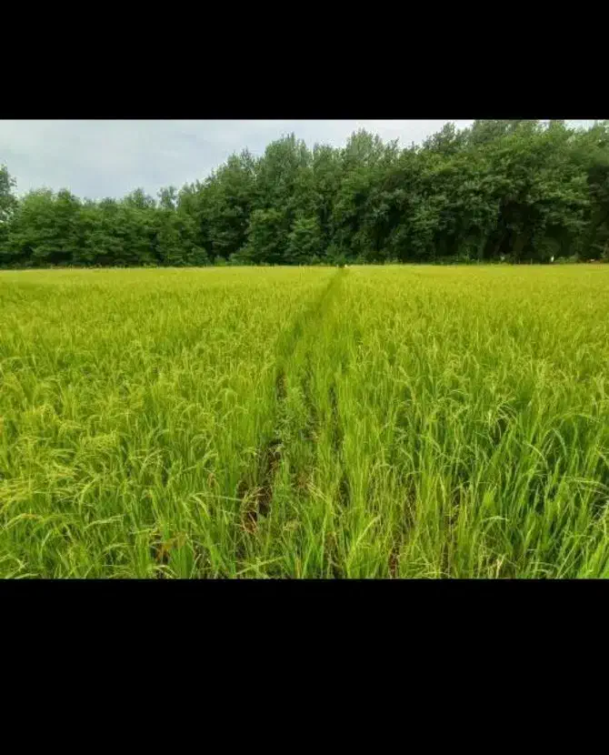 زمین مزروعی فروش فروی|فروش زمین و ملک کلنگی|اسالم, |دیوار