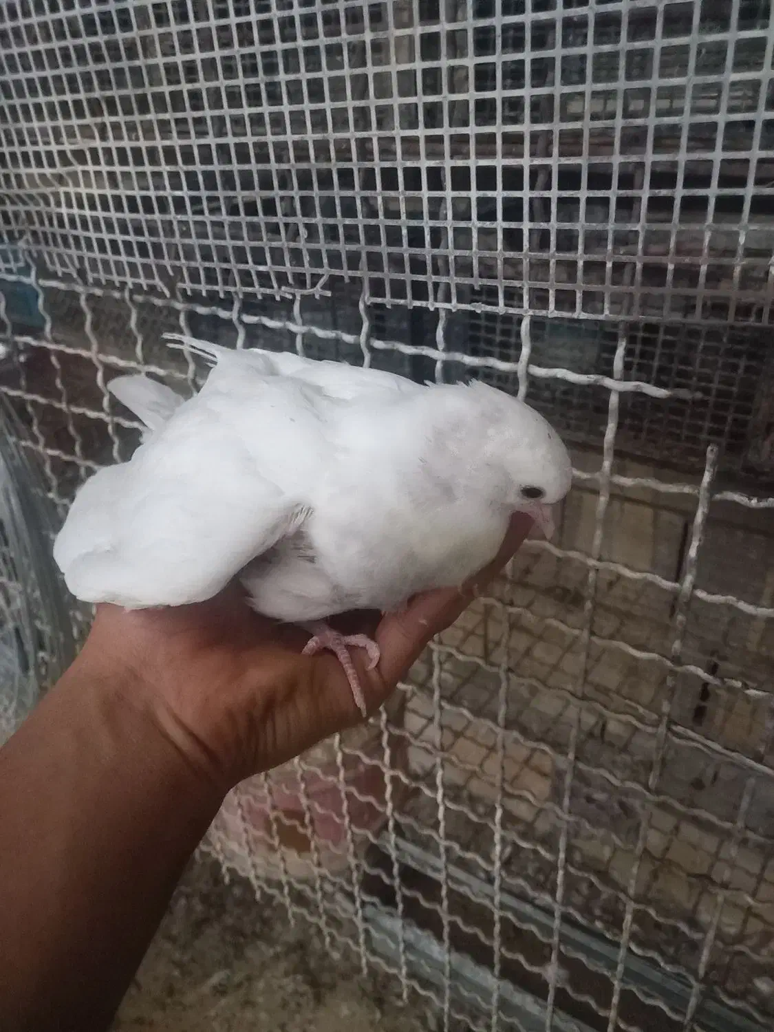 کبوتر زرد دمسفید و جوجه سرلاکی|پرنده|قم, شهرک مهدیه (مدرس)|دیوار