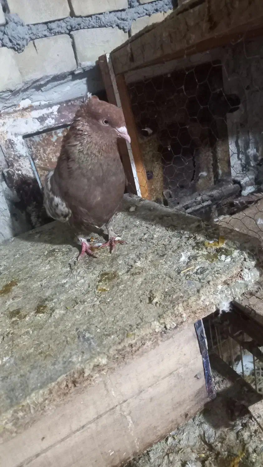 کله اهوازی سرخ نرمست|پرنده|کارون, |دیوار