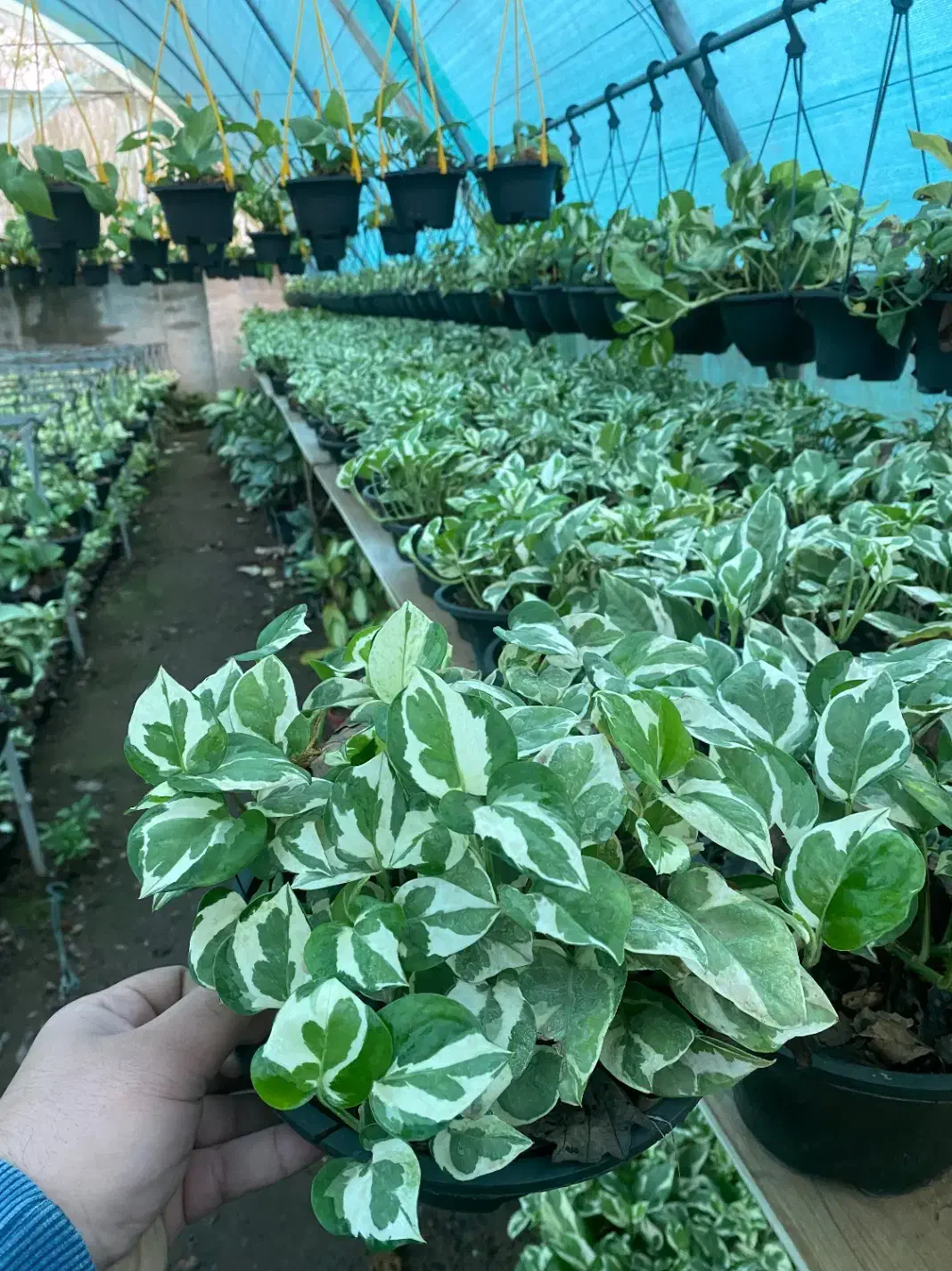 پتوس سبز، نئون ، ارتشی ،حصیری ،مرمری|گل و گیاه طبیعی|رشت, بیجارپس|دیوار