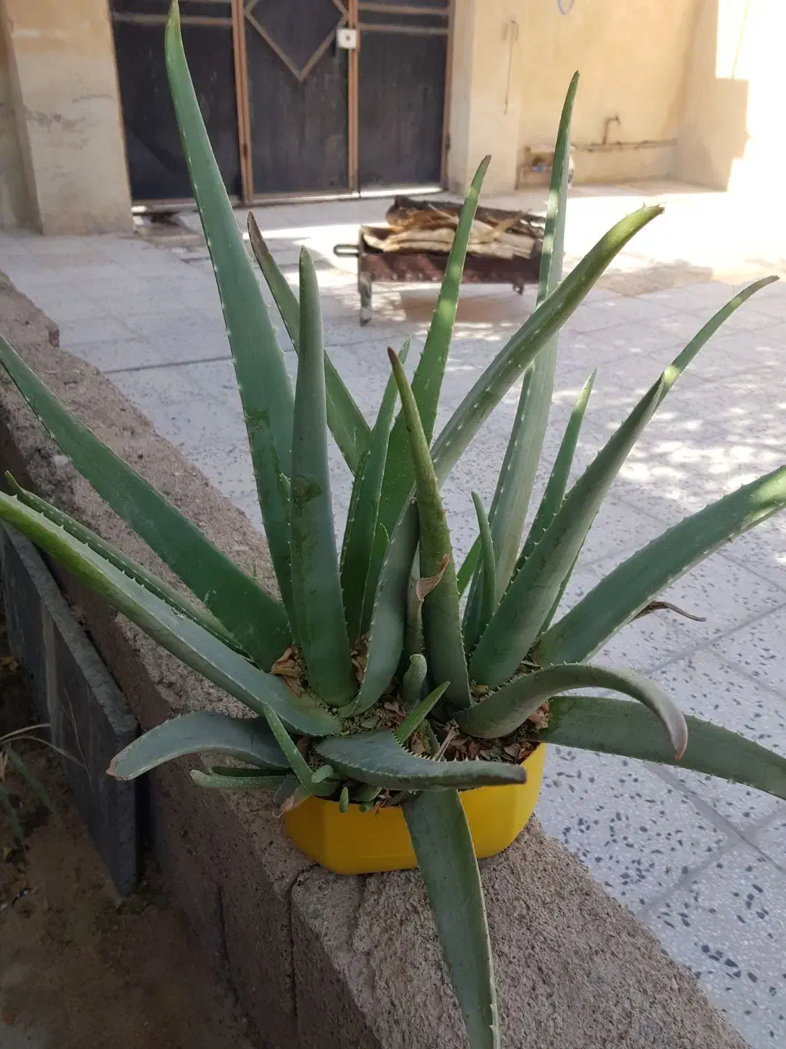 فروش الوئه ورا|گل و گیاه طبیعی|ایلام, |دیوار