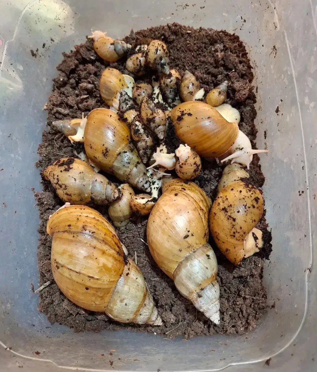 قیمت توافقی|خزنده|شیراز, کفترک|دیوار