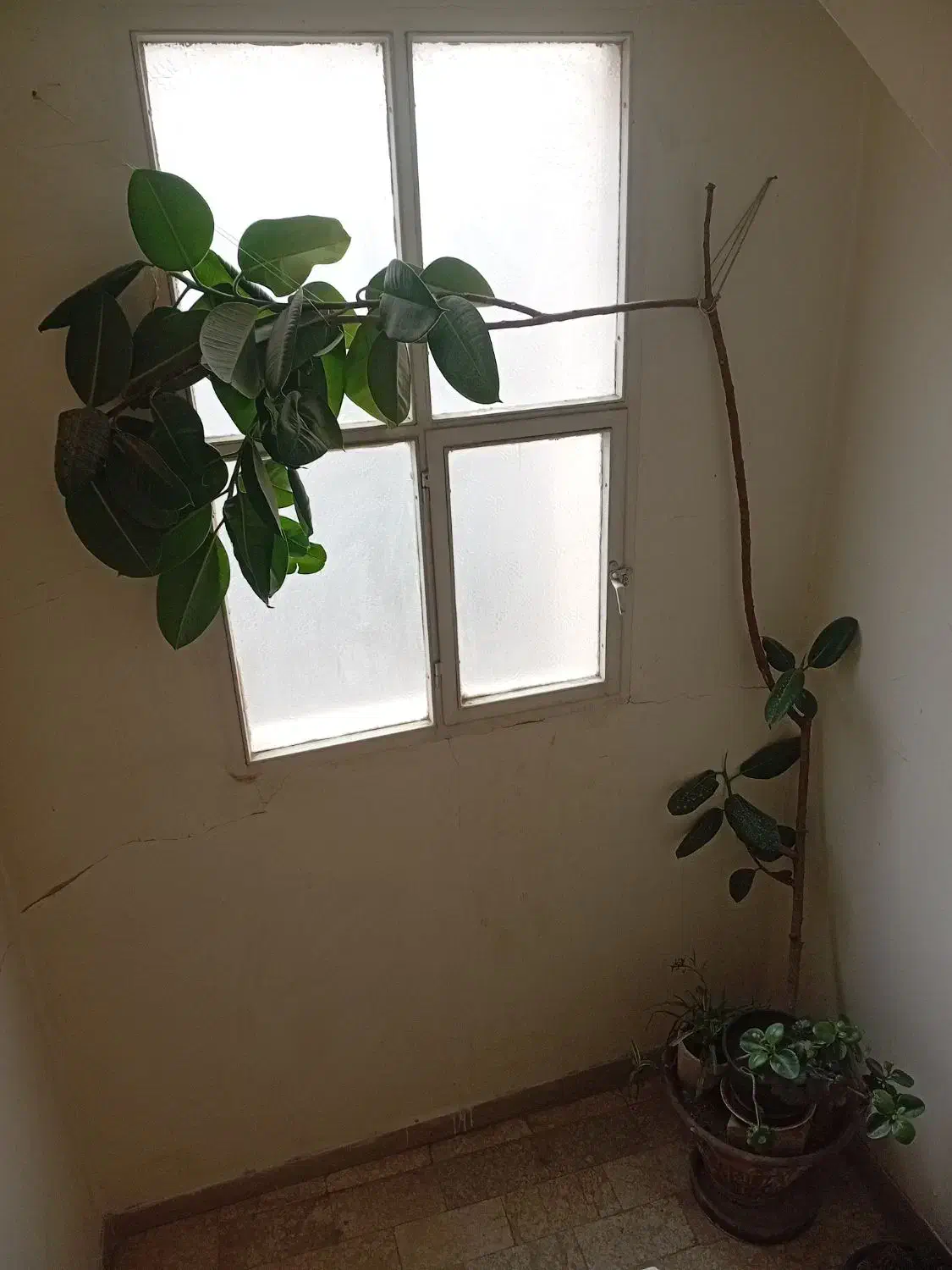 فیکوس برگ چرمی|گل و گیاه طبیعی|تهران, حکیمیه|دیوار