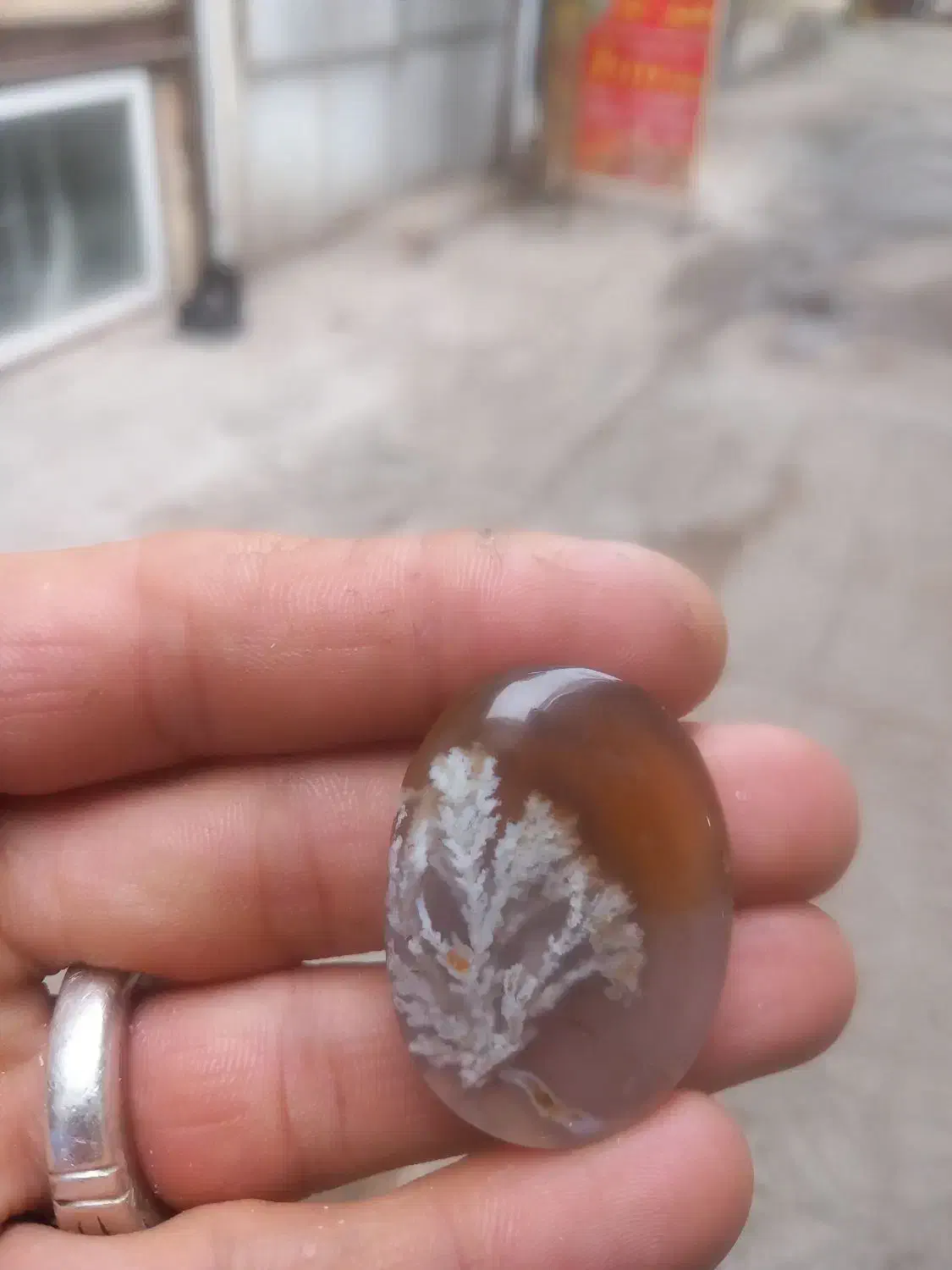 شجر تک درخت|جواهرات|مشگین شهر, |دیوار