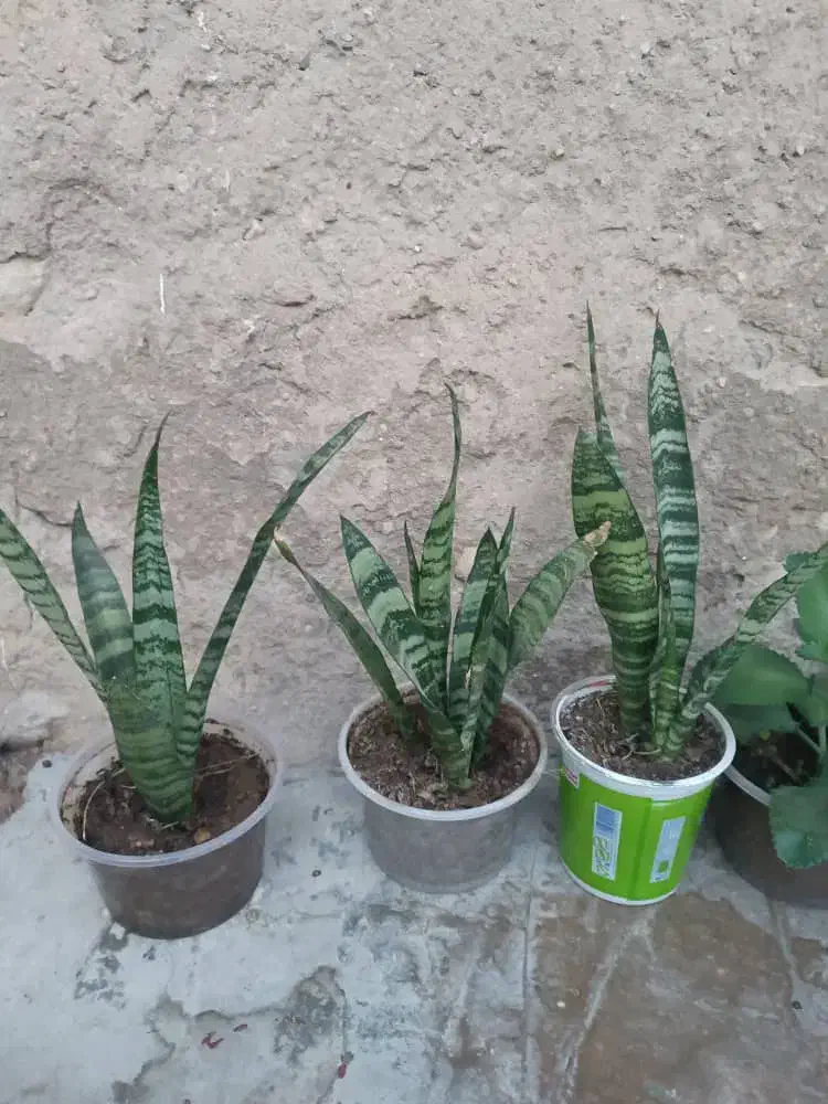 گل طبیعی|گل و گیاه طبیعی|دهدشت, |دیوار