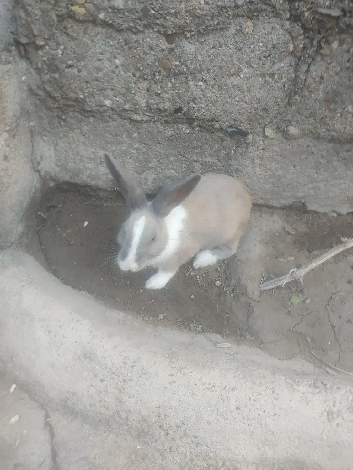 خرگوش نر زیبا معاوضه با خرگوش ماذه|موش و خرگوش|سقز, |دیوار