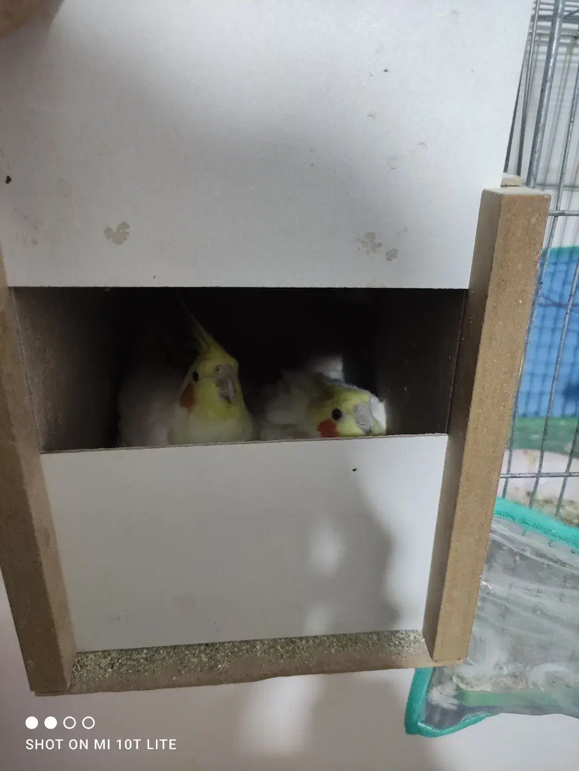 عروس هلندی لوتینو|پرنده|زرند, |دیوار