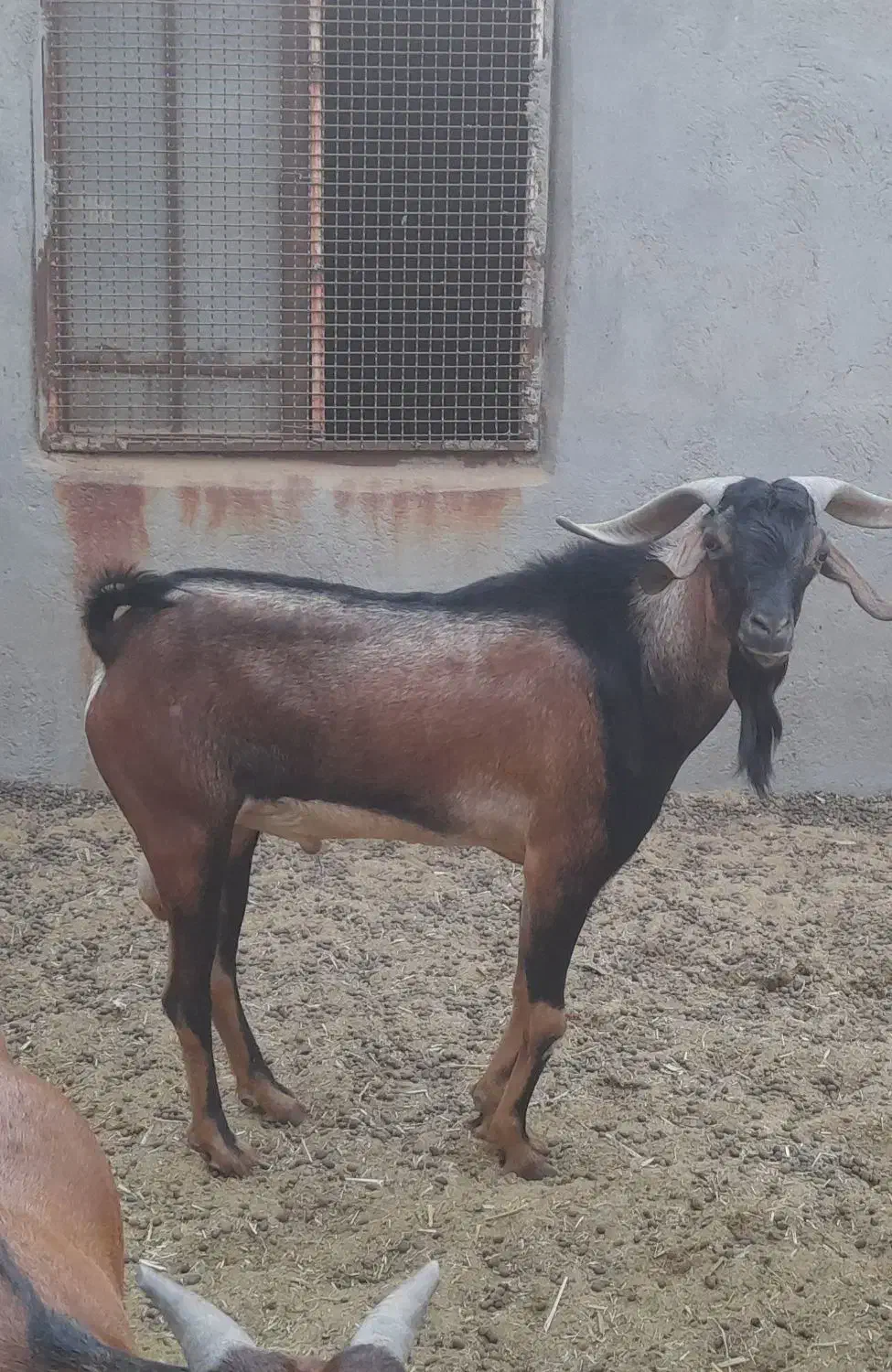 فروش پازن|حیوانات مزرعه|لامرد, |دیوار