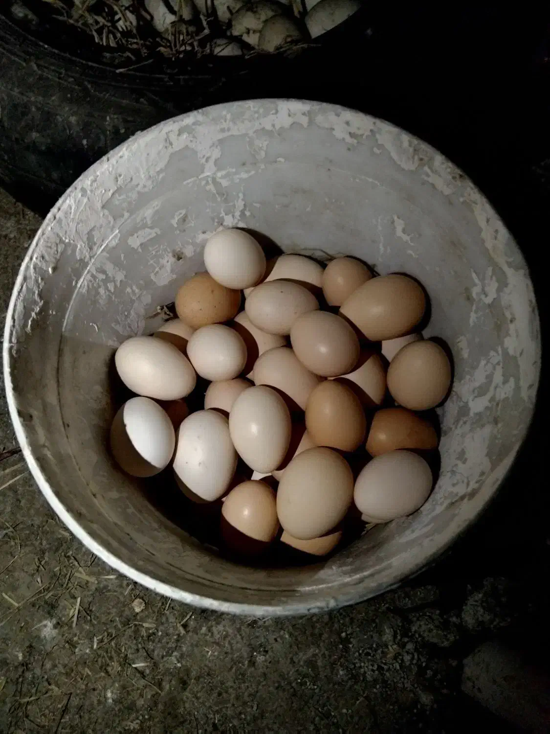 تخم مرغ محلی تازه نطفه دار|حیوانات مزرعه|رضوانشهر, |دیوار